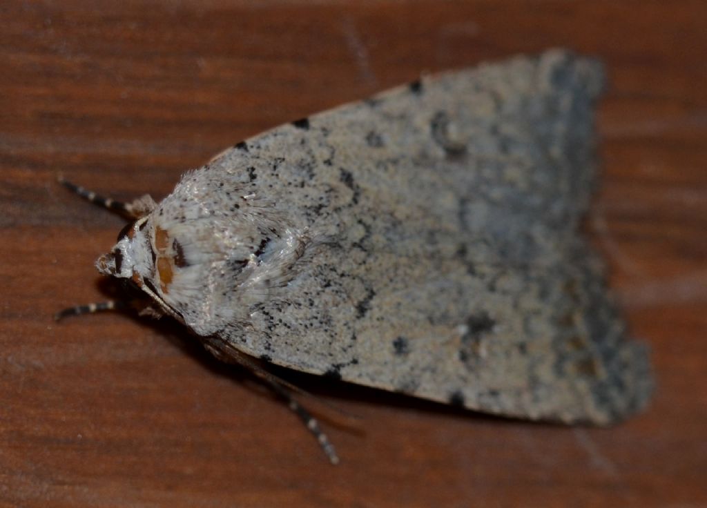 Noctuidae?